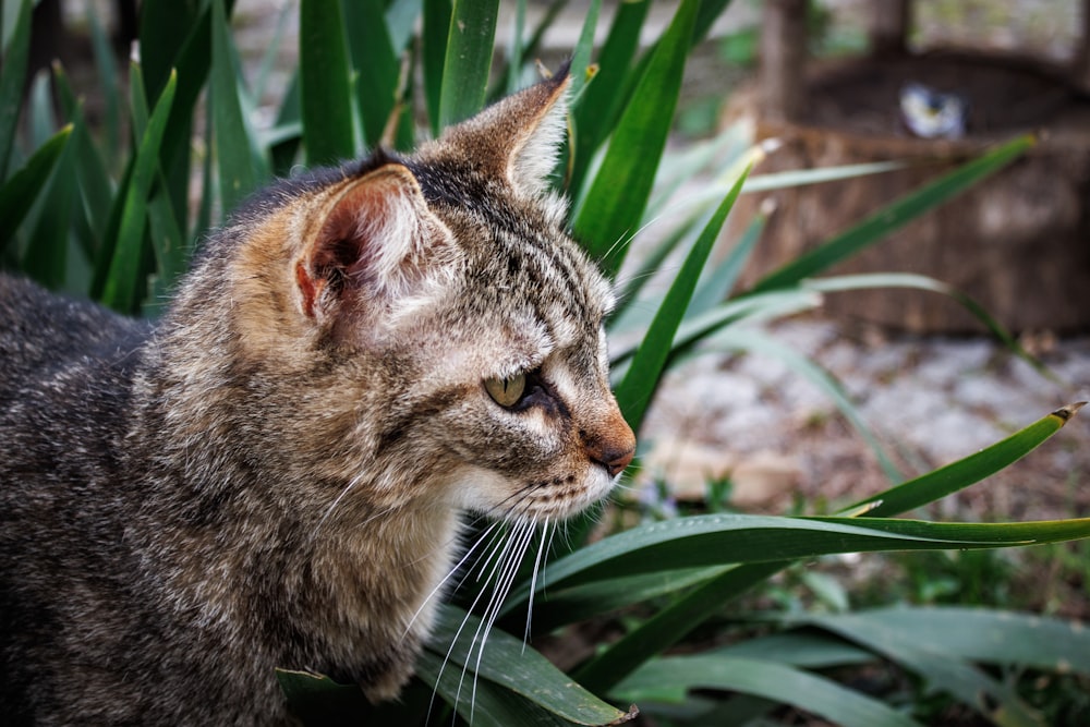 a close up of a cat near some plants