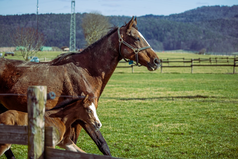 a brown horse standing next to a baby horse on a lush green field