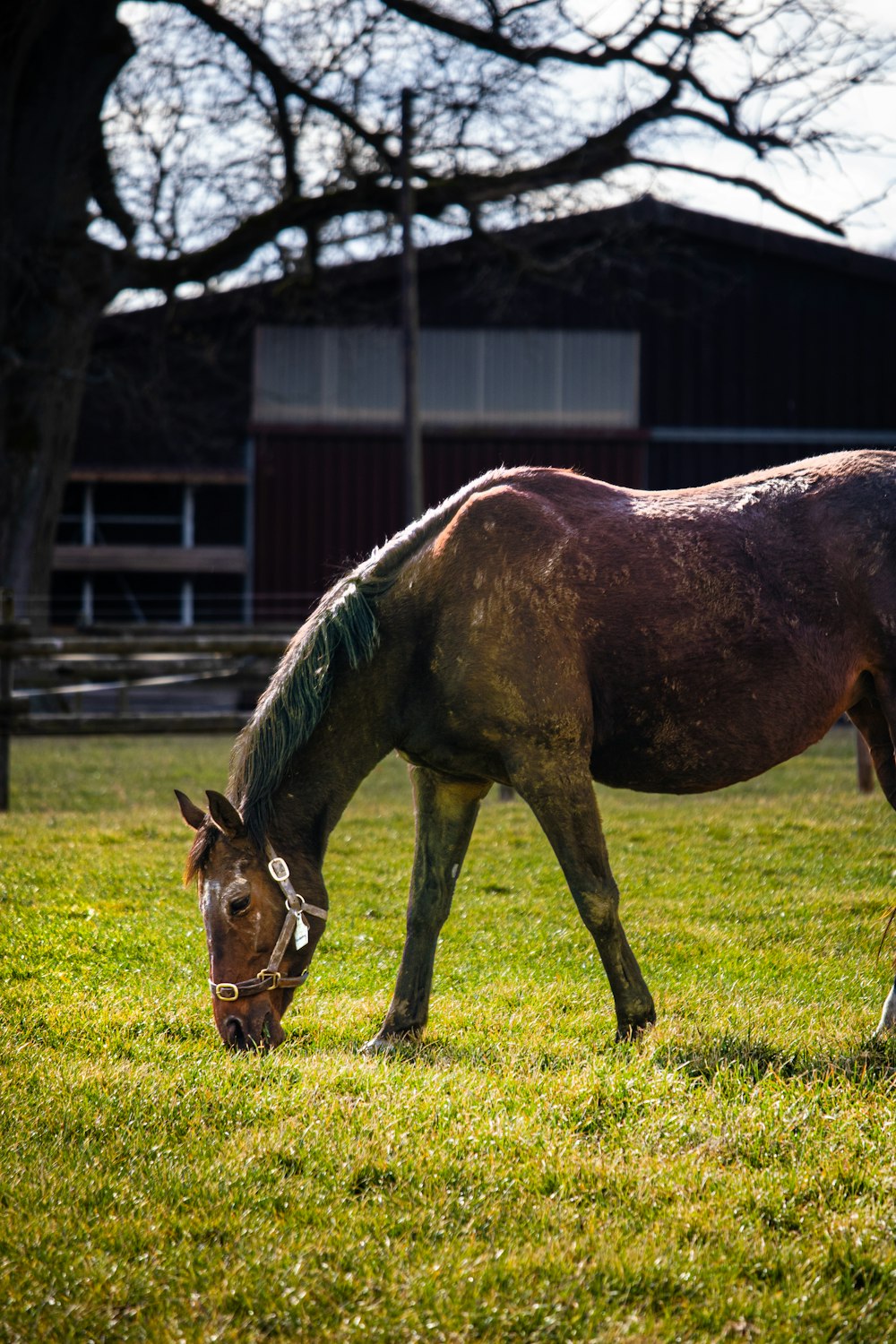 a brown horse grazing on a lush green field