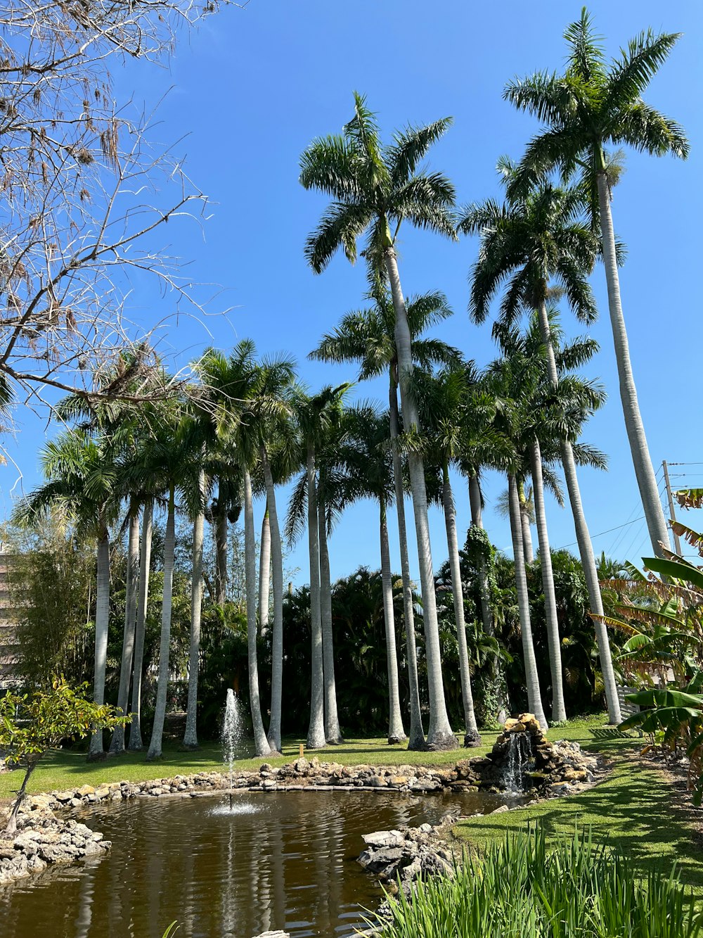 a pond surrounded by palm trees in a park