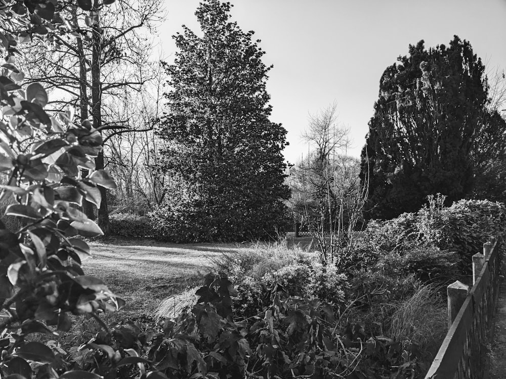 a black and white photo of a garden
