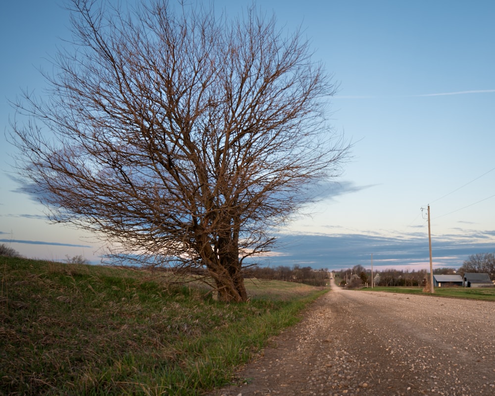 a tree on the side of a dirt road
