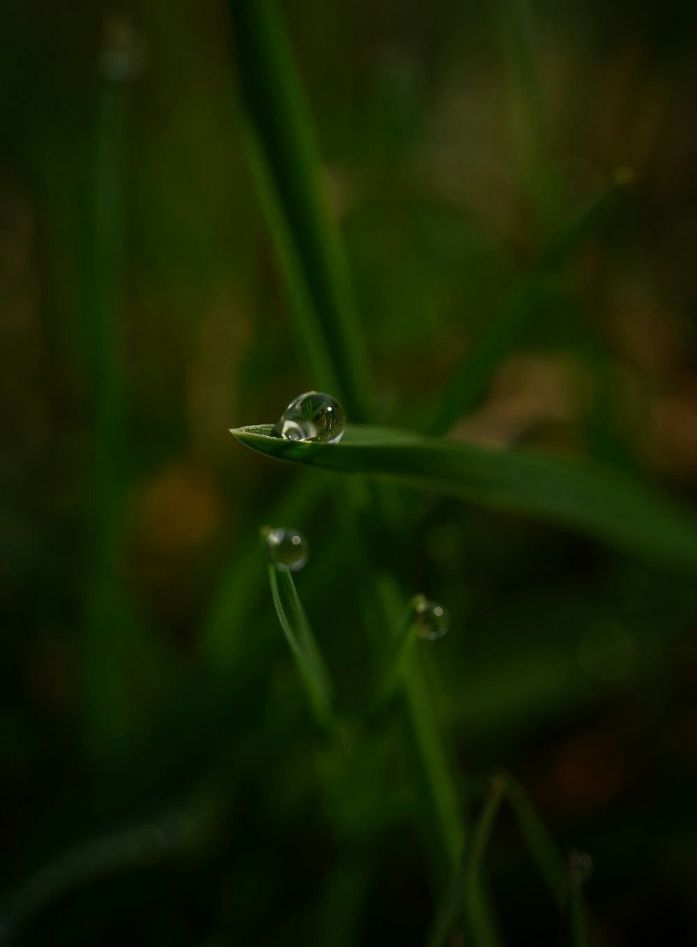 a drop of water sitting on top of a green leaf