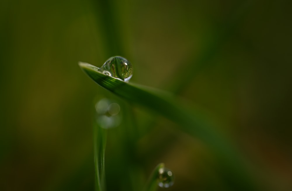 ein Wassertropfen, der auf einem grünen Blatt sitzt