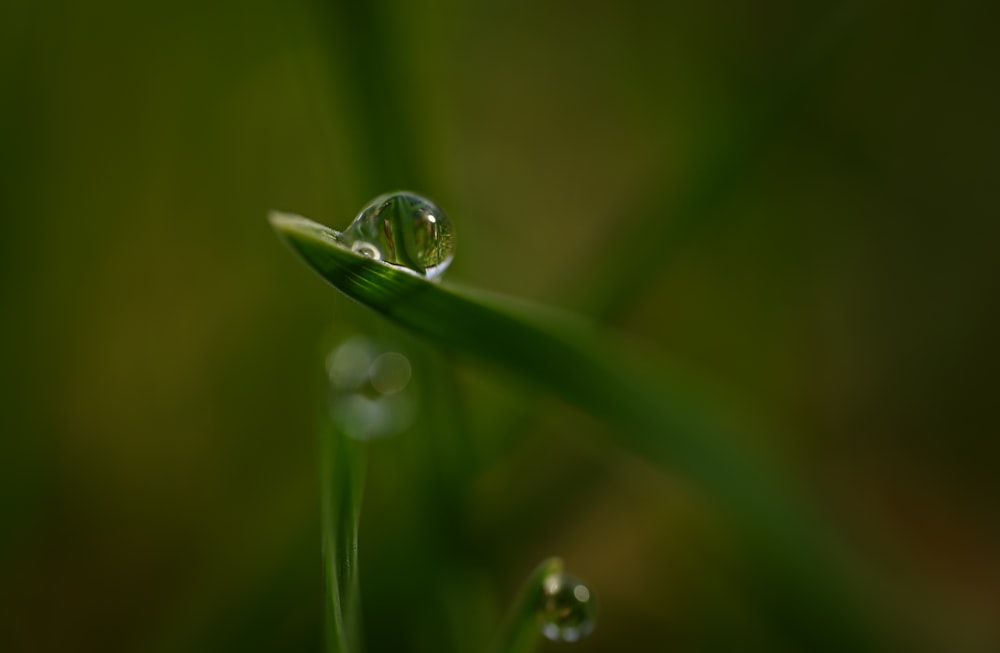 a drop of water sitting on top of a green leaf