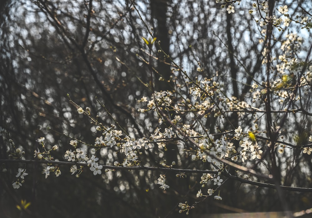 a tree branch with white flowers in the foreground