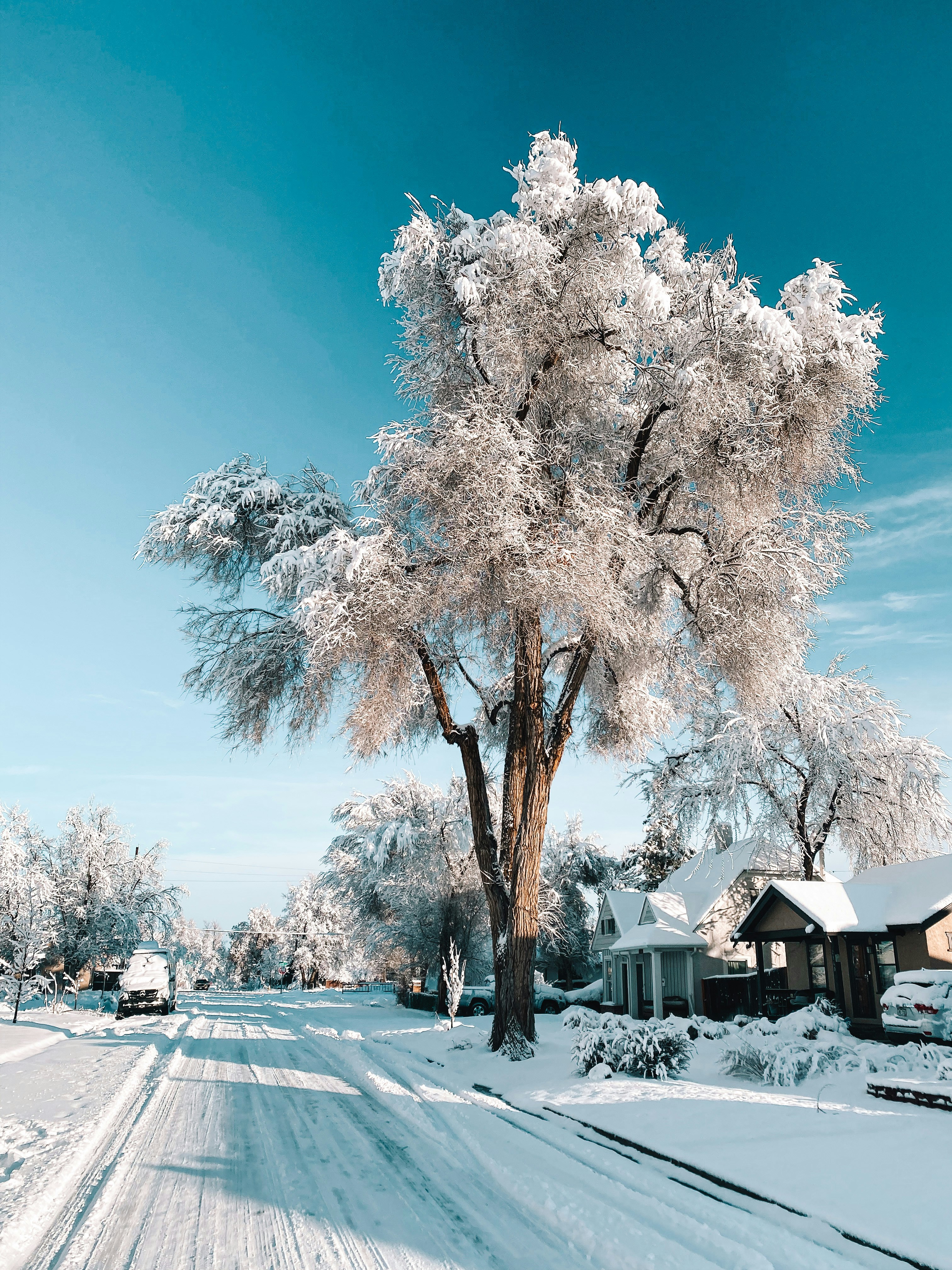 a snow covered road with a tree in the middle of it