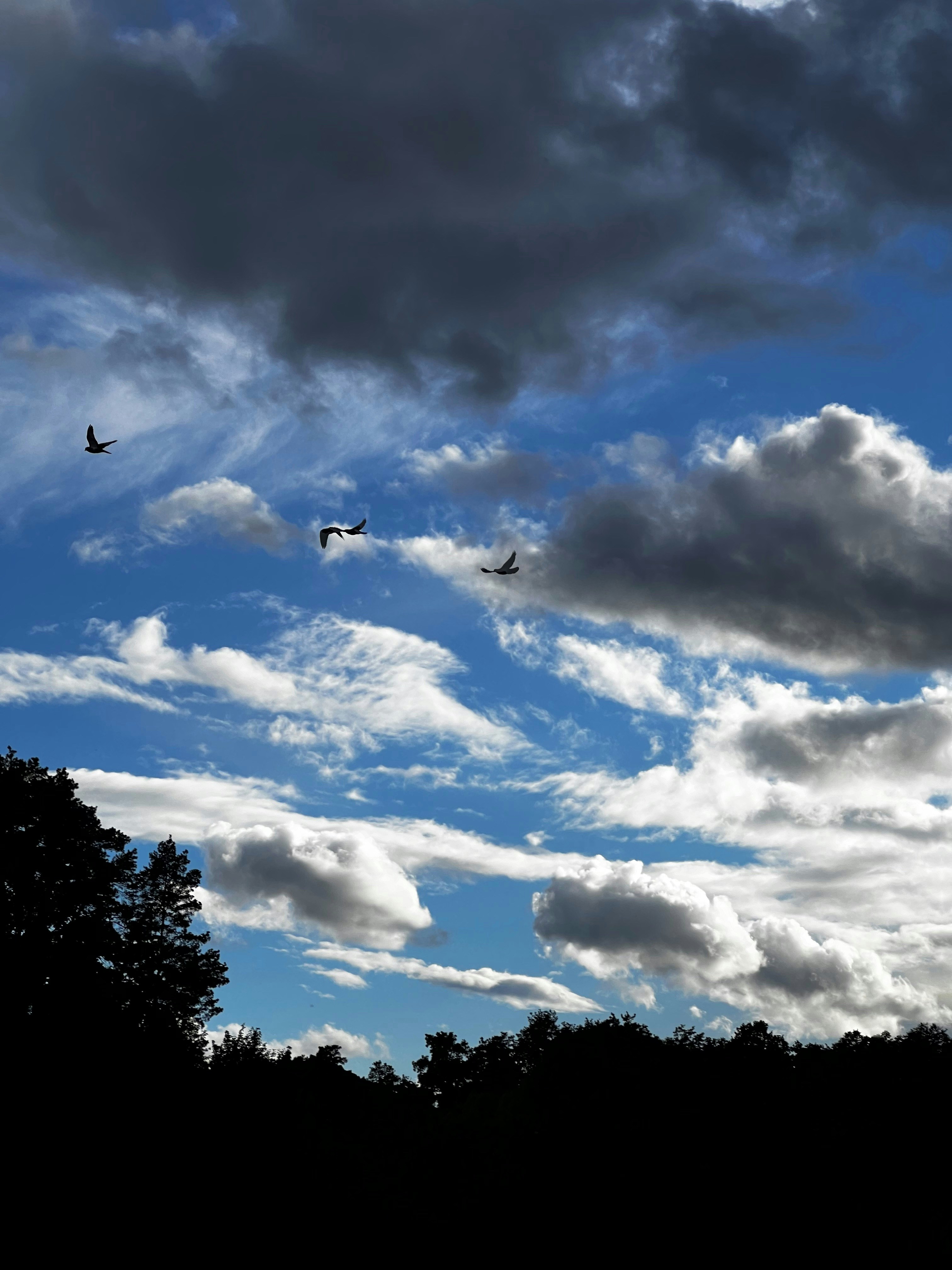 a group of birds flying through a cloudy blue sky