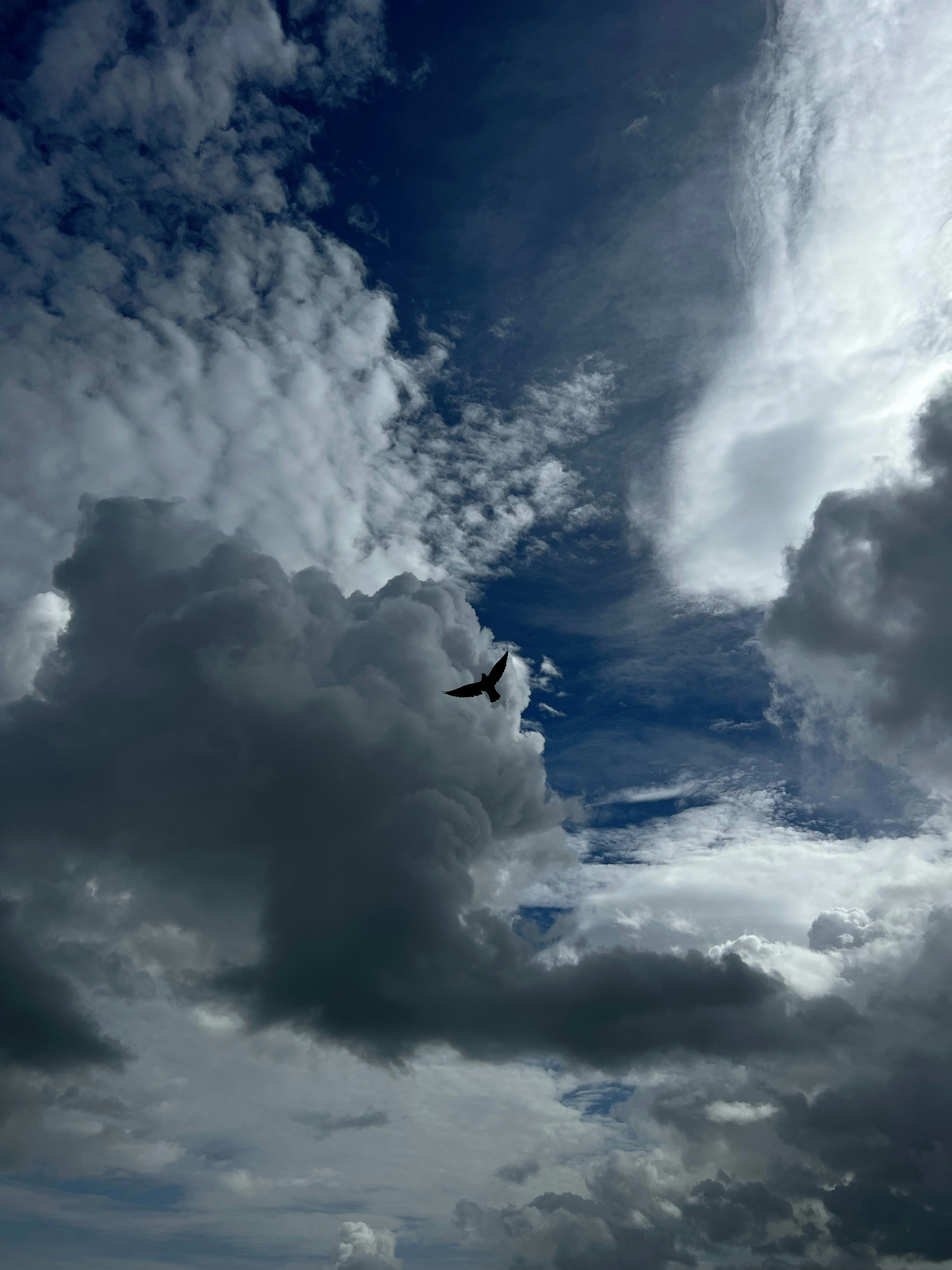 a bird flying through a cloudy blue sky