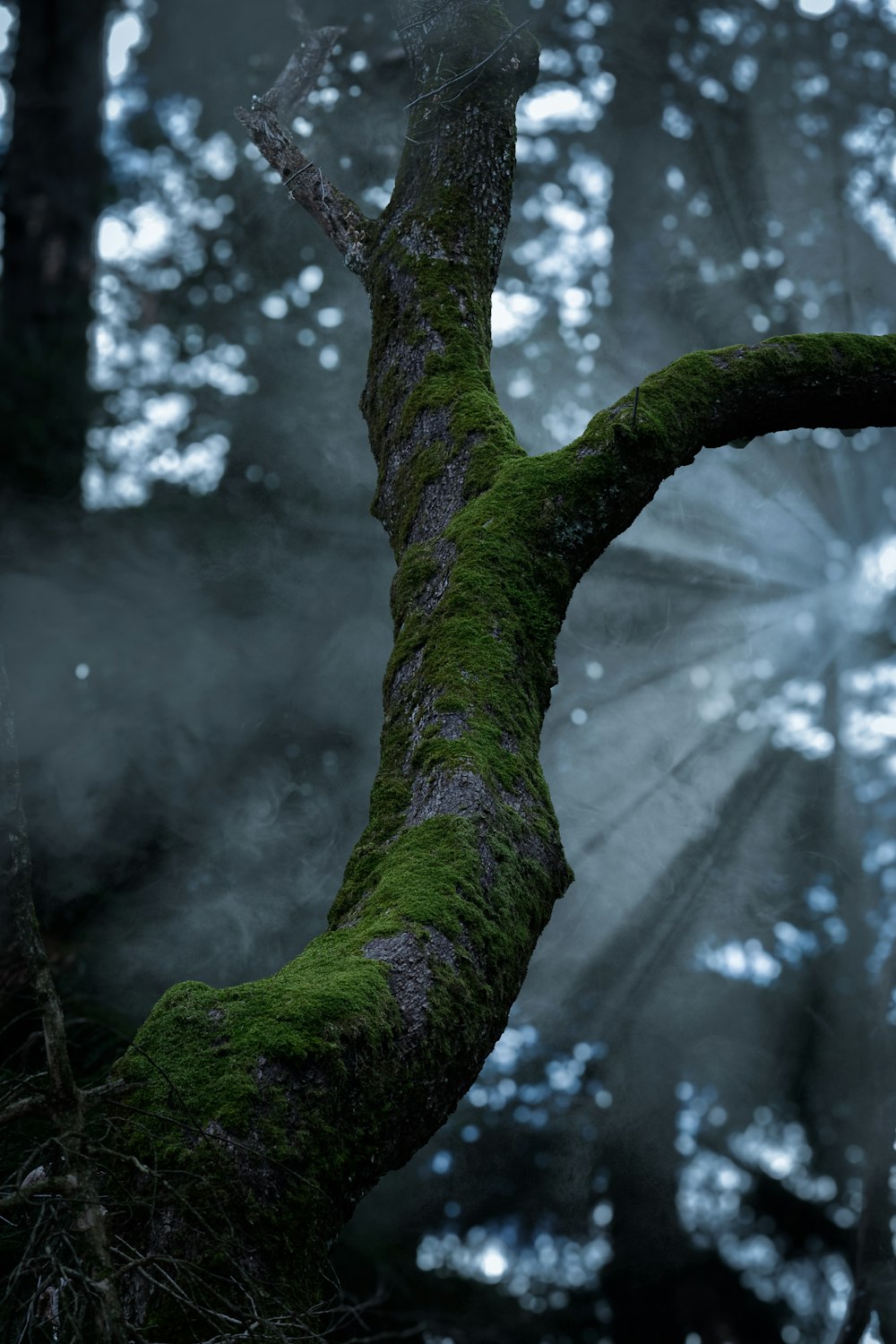 a moss covered tree branch in a forest