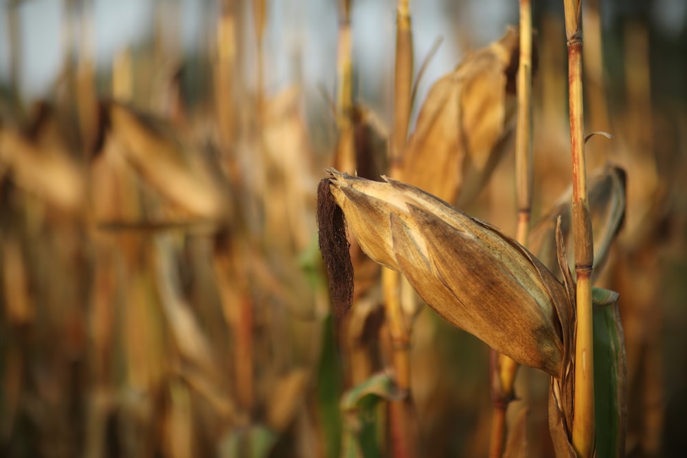 a close up of a stalk of corn
