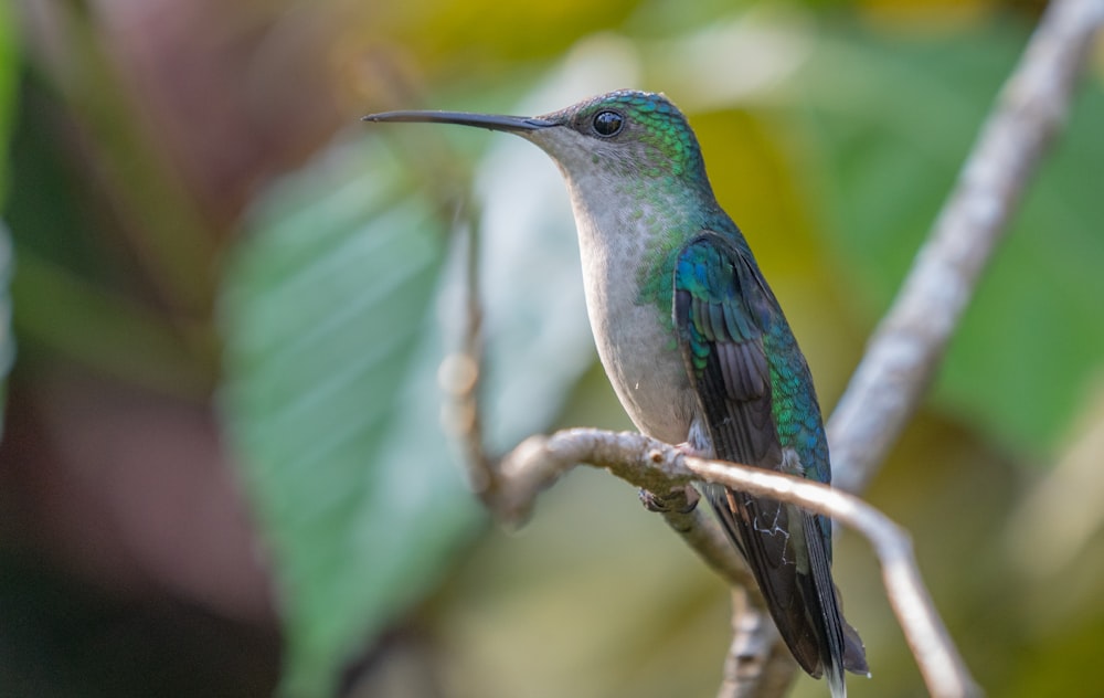 a hummingbird perched on a branch in a tree