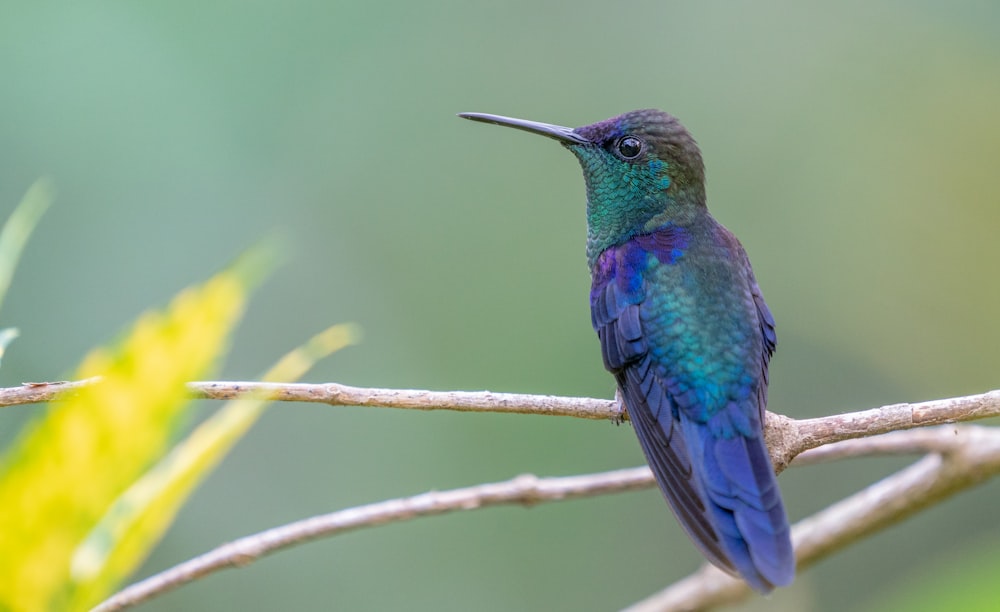 a small blue bird sitting on a tree branch