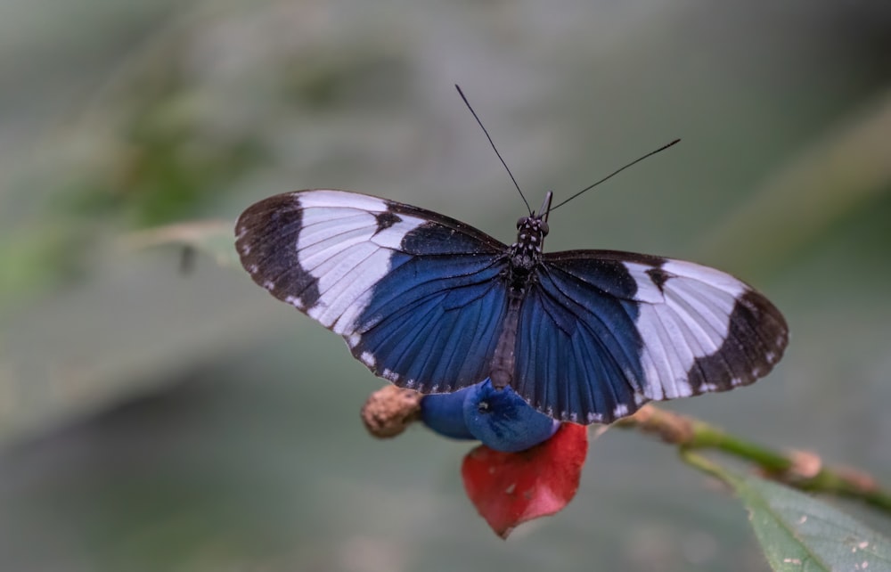 a blue and white butterfly sitting on a red flower
