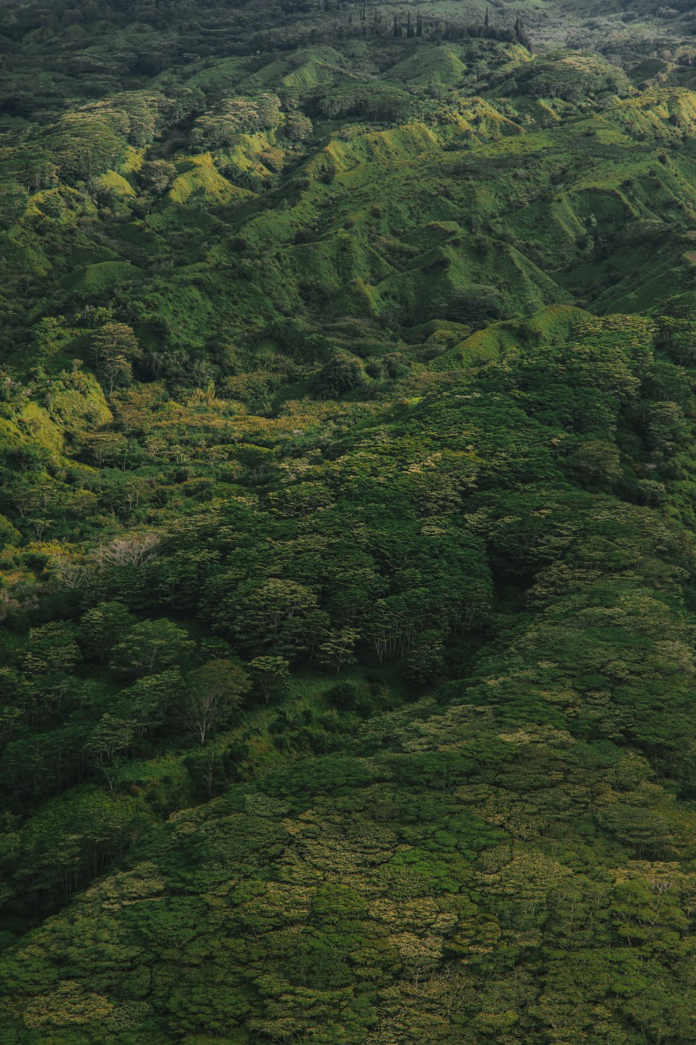 a plane flying over a lush green hillside