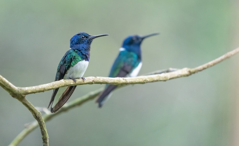 a couple of birds sitting on top of a tree branch