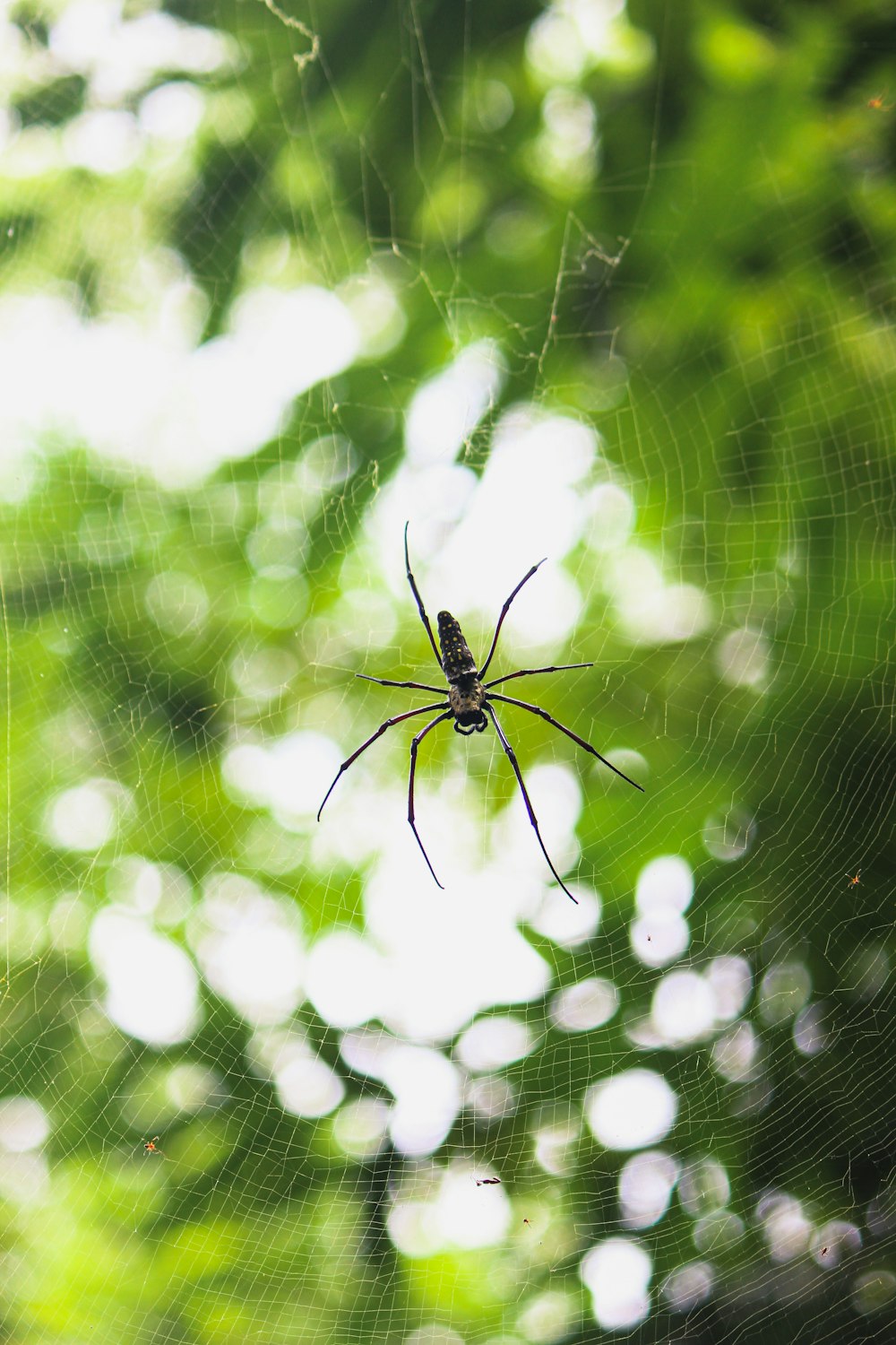 a spider sits on its web in the middle of a forest