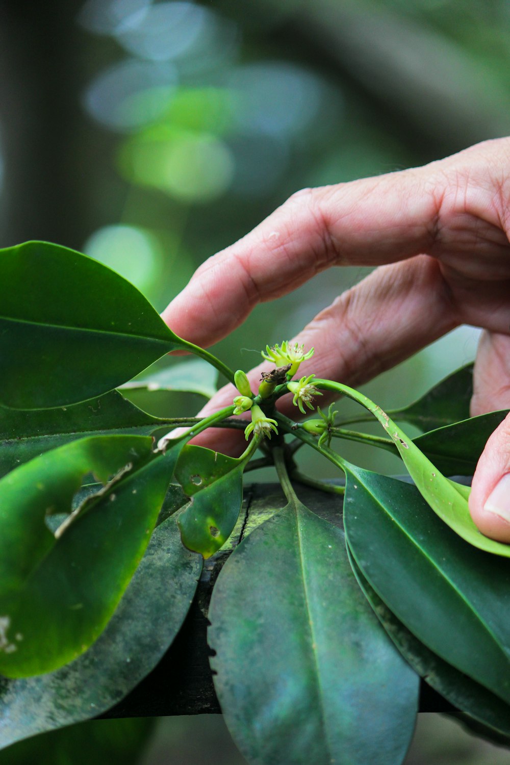 a person is picking leaves off of a tree