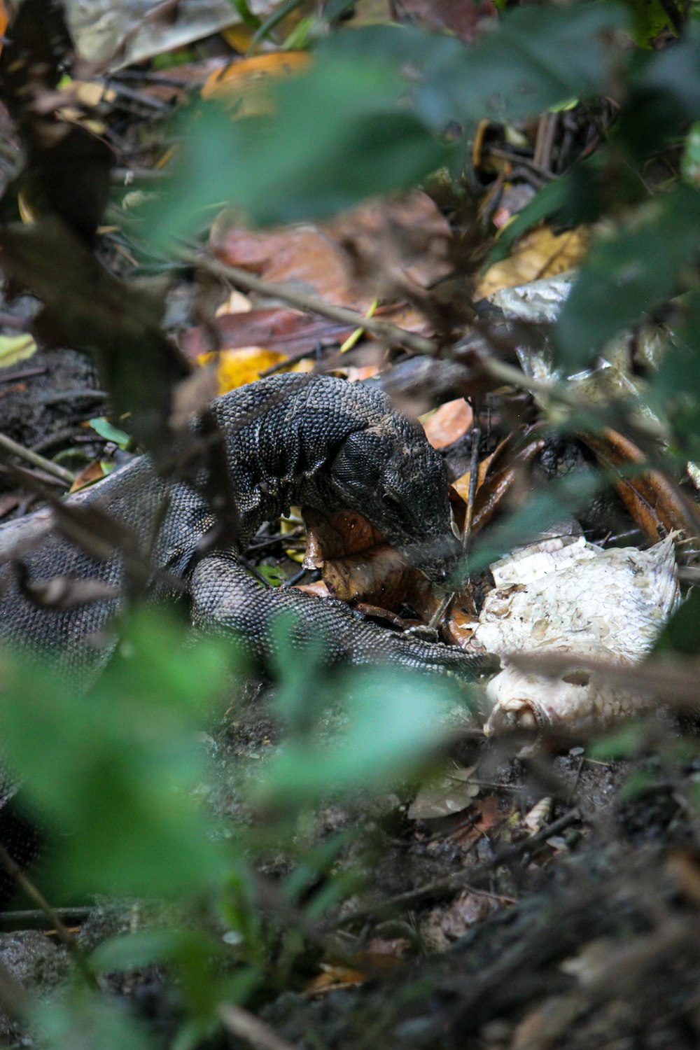 a large lizard is laying on the ground