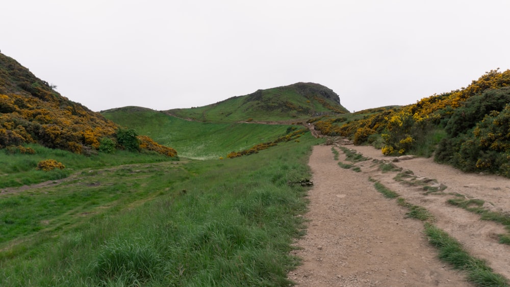 a dirt road in the middle of a grassy field