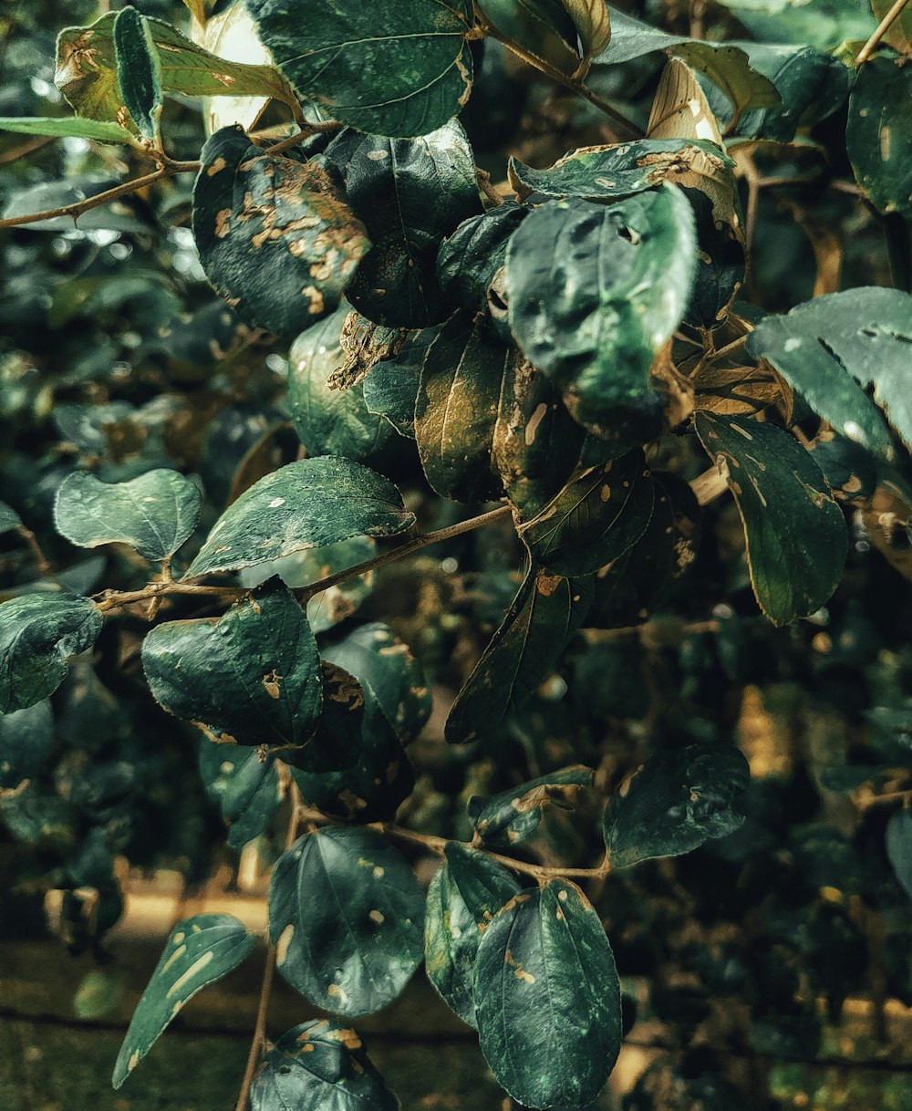 a close up of leaves on a tree