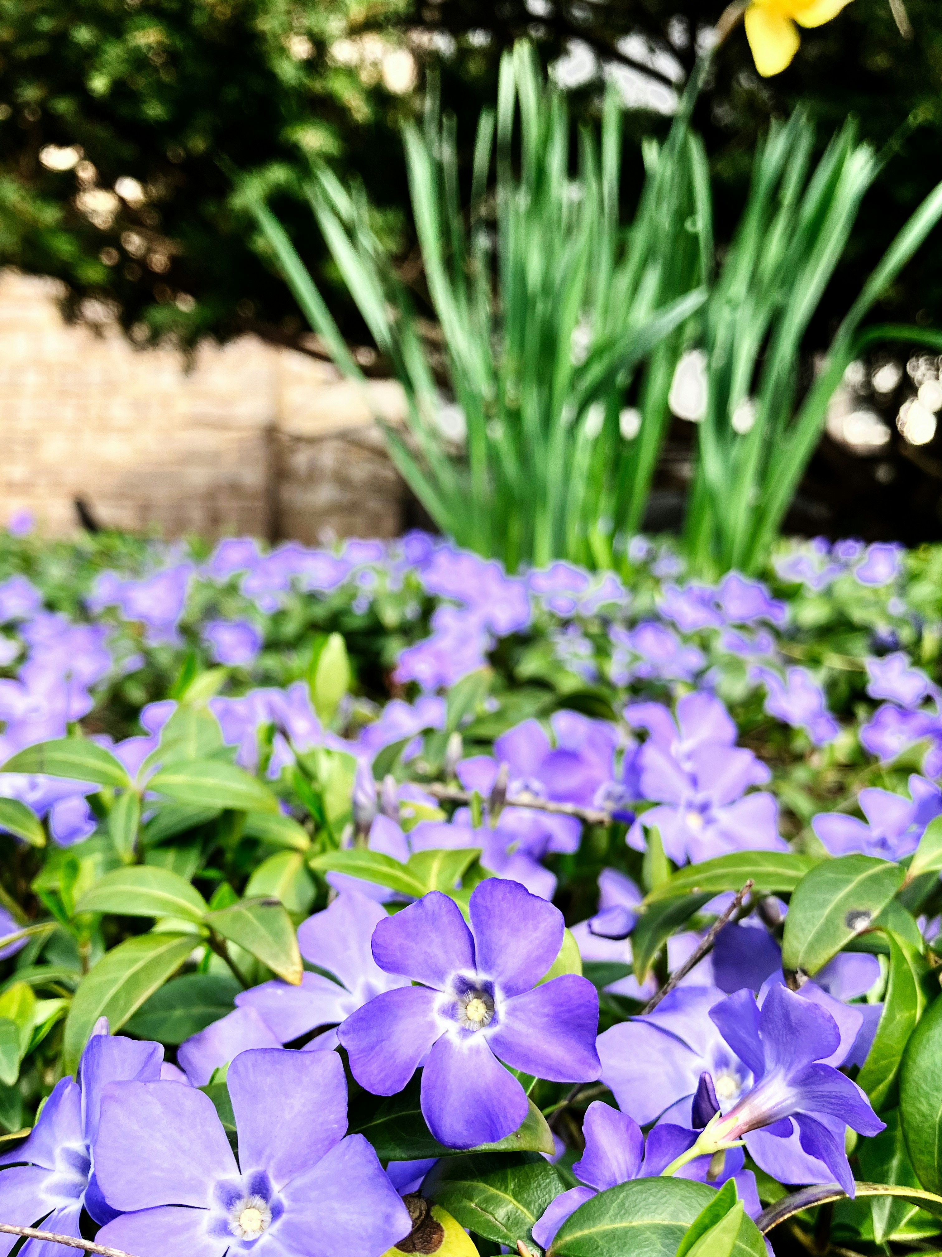 A field of purple flowers with green leaves photo – Free Blue flowers ...