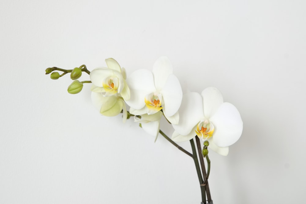 a white flower is in a vase on a table