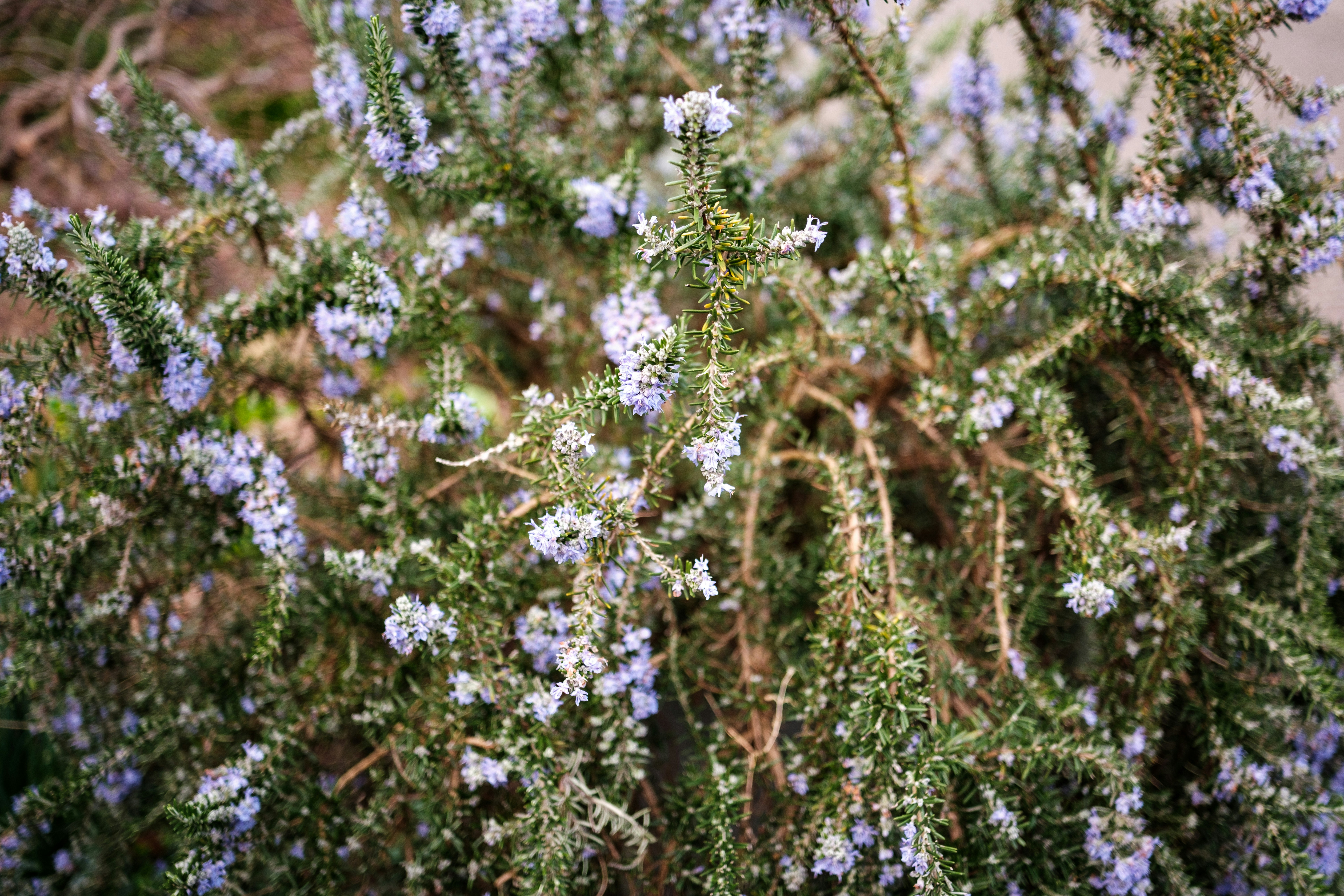 Photo by haberdoedas2