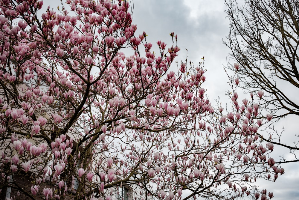 a tree with pink flowers in front of a cloudy sky