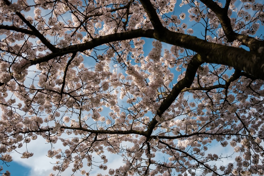 the branches of a cherry blossom tree with a blue sky in the background