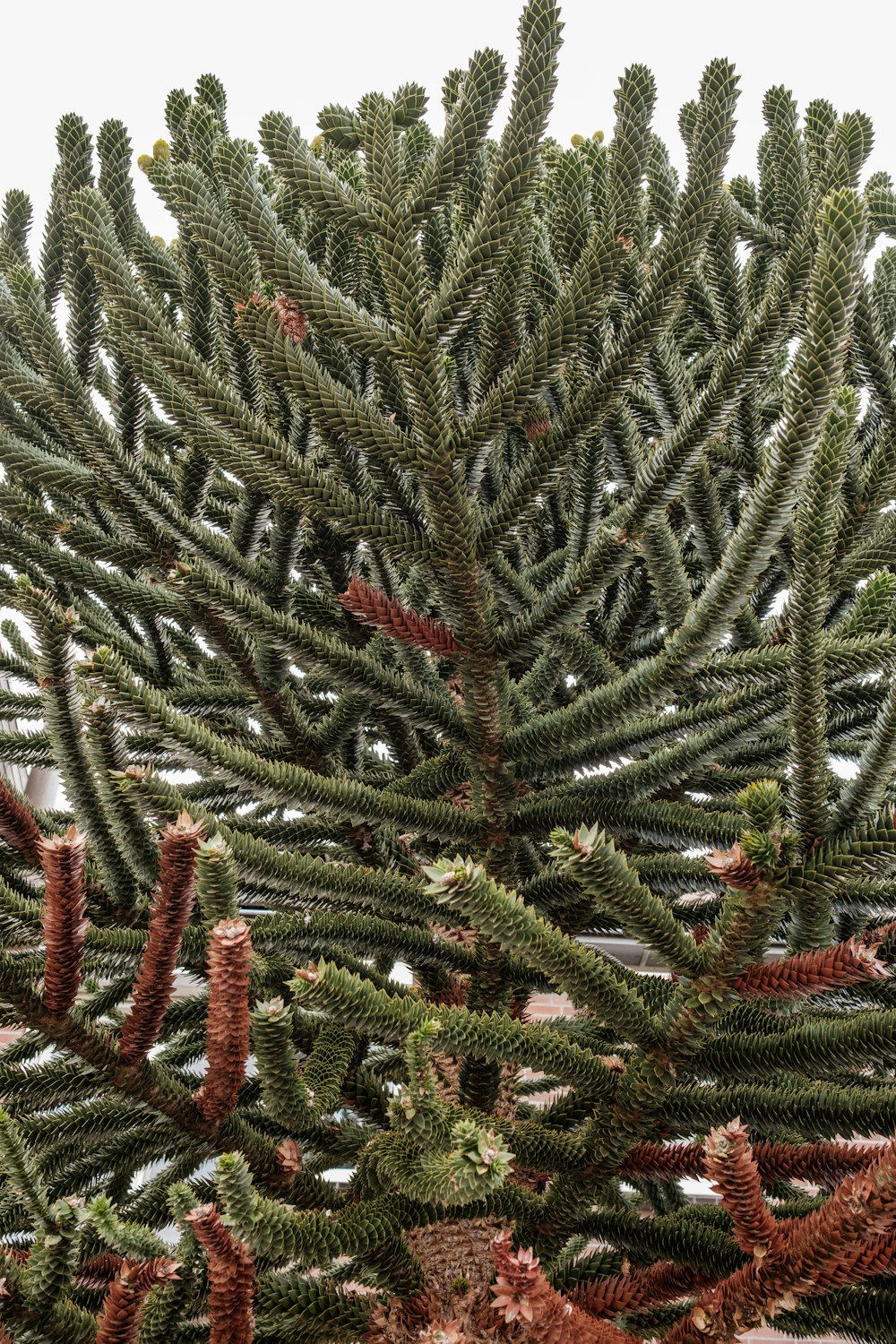 a close up of a pine tree with lots of needles