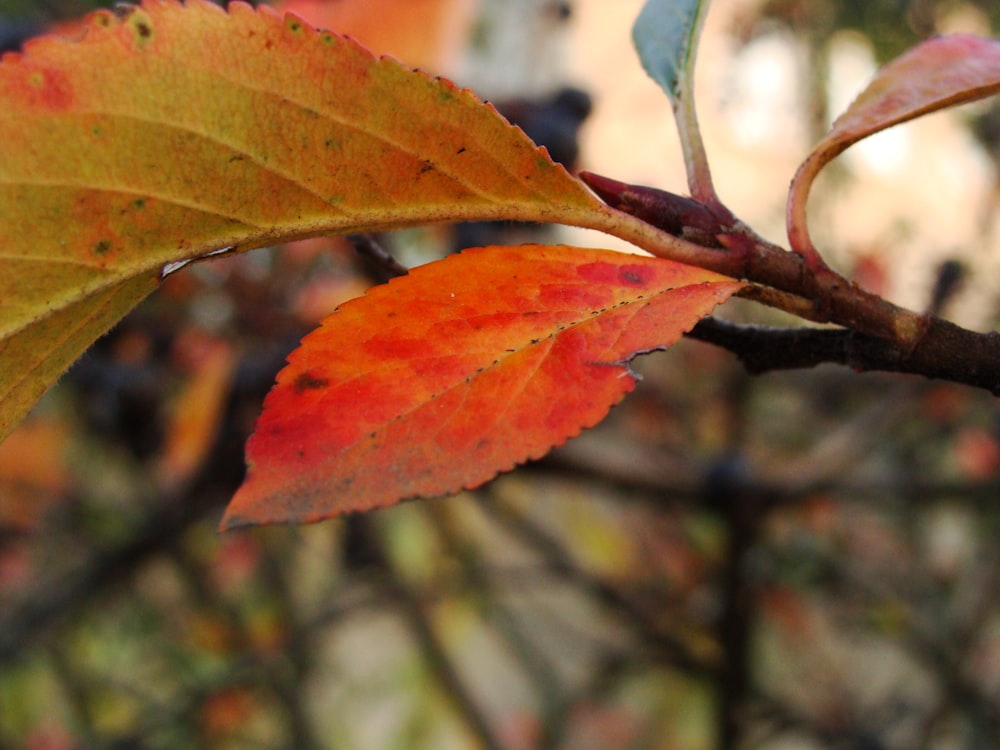 a close up of a leaf on a tree branch