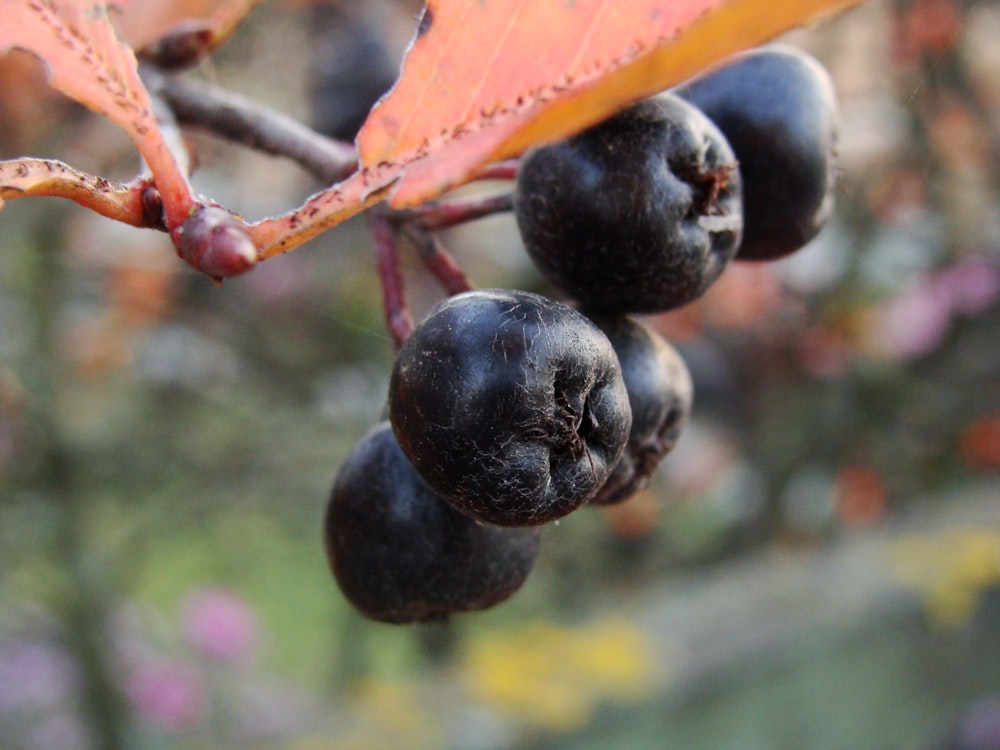 a close up of berries on a tree branch