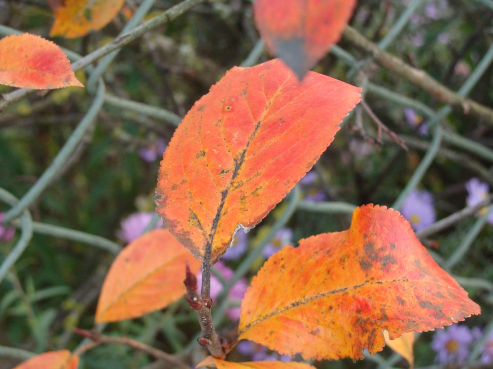 a close up of a leaf on a tree