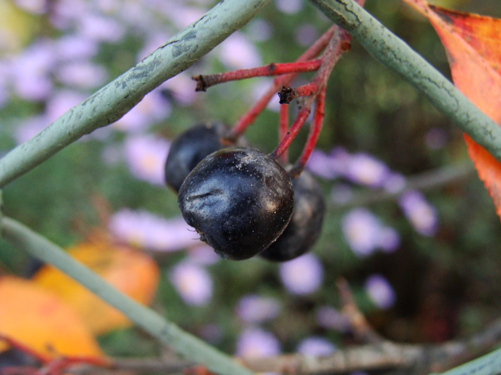 a close up of some berries on a tree