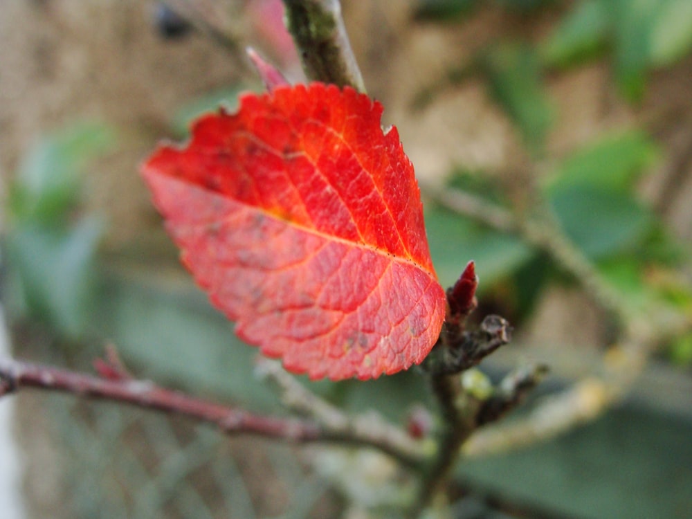 a red leaf on a tree branch near a fence