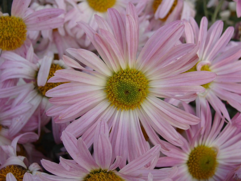 a close up of a bunch of pink flowers