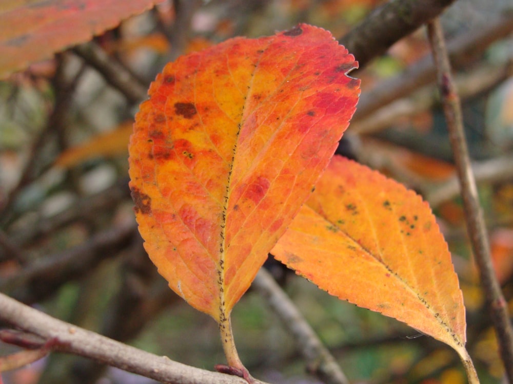 a close up of a leaf on a tree branch