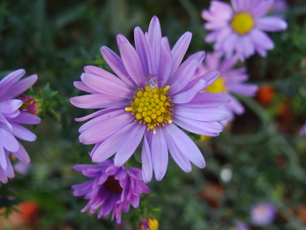 a group of purple flowers with yellow center