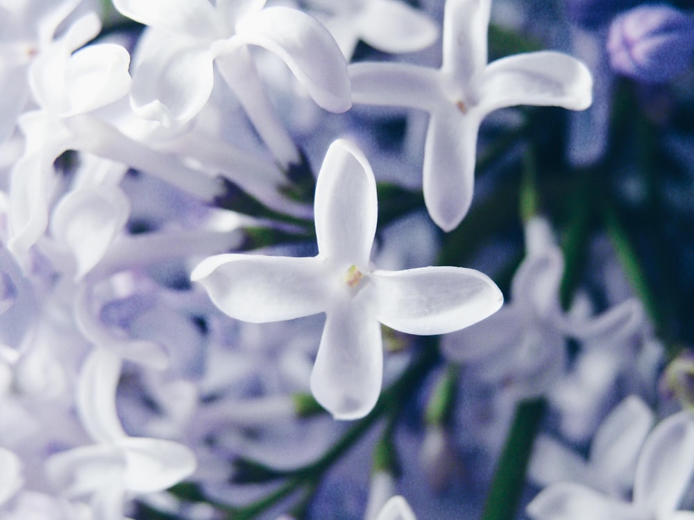 a close up of a bunch of white flowers