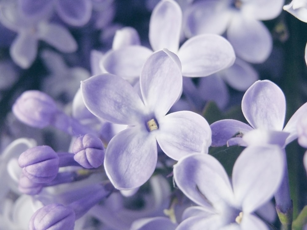 a close up of a bunch of purple flowers