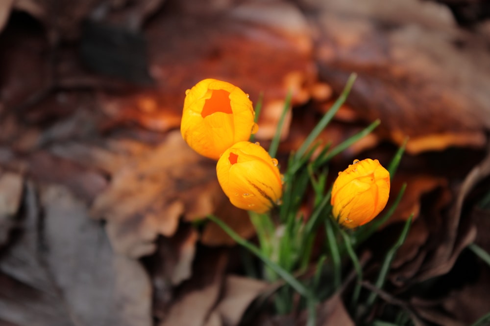 a couple of yellow flowers sitting on top of leaves