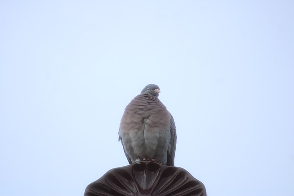 a bird is sitting on top of a statue