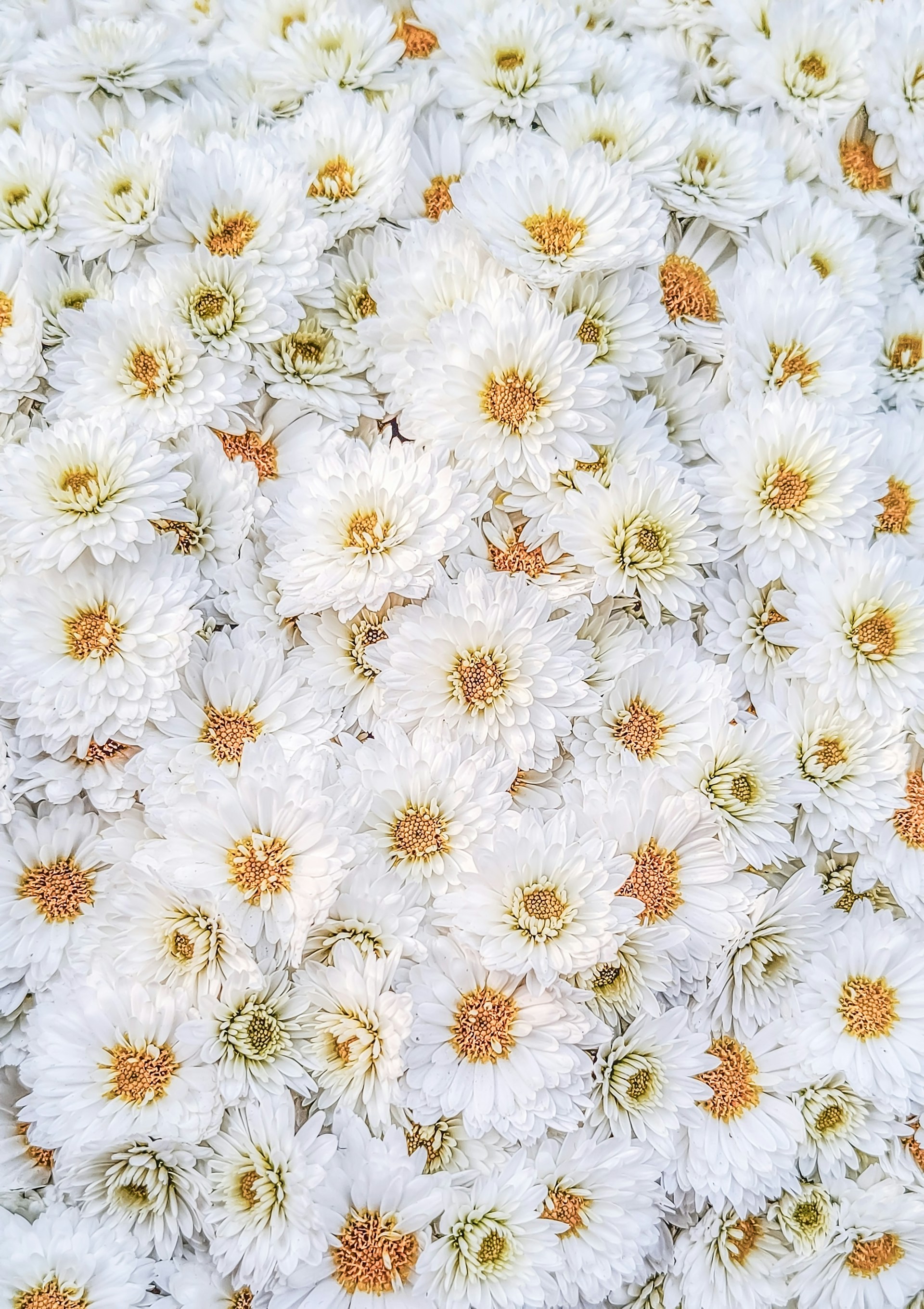 a bunch of white flowers with yellow centers