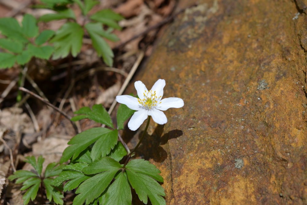 a small white flower sitting on top of a rock