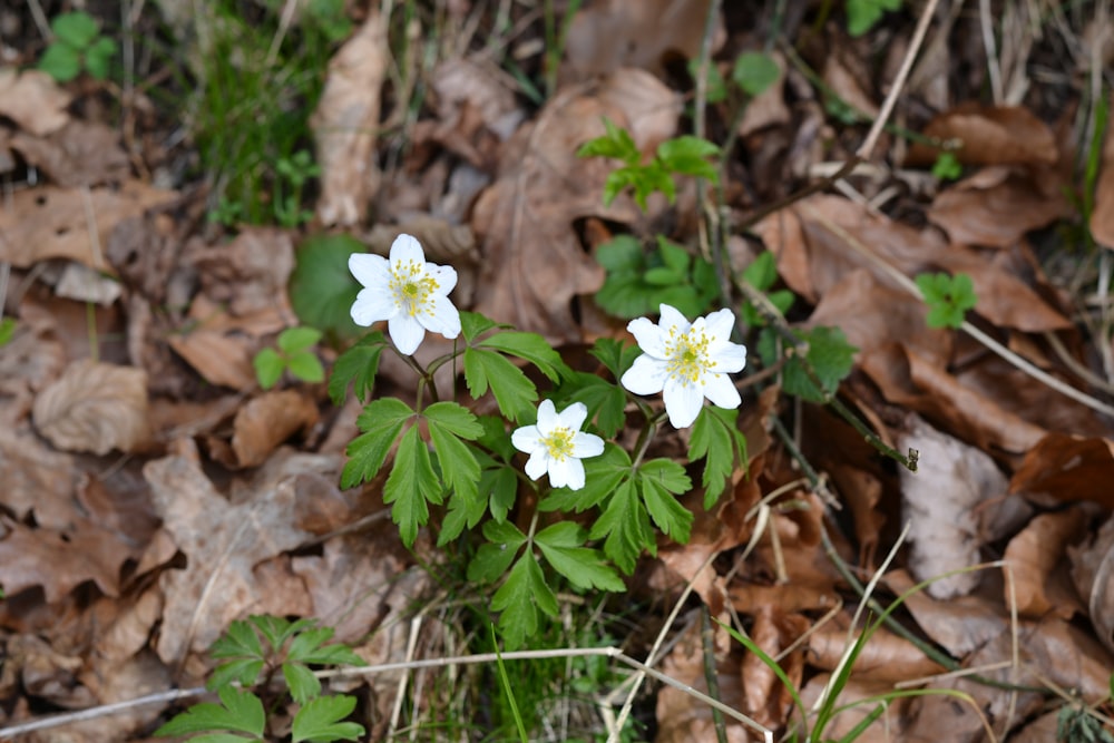 a couple of white flowers sitting on top of a leaf covered ground