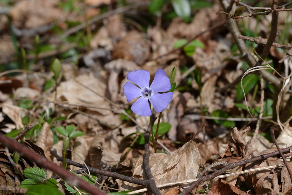 a small blue flower sitting on top of a leaf covered ground