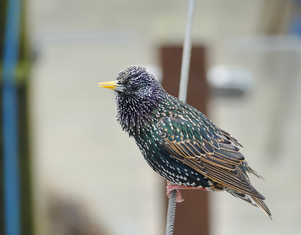 a colorful bird perched on a wire next to a building