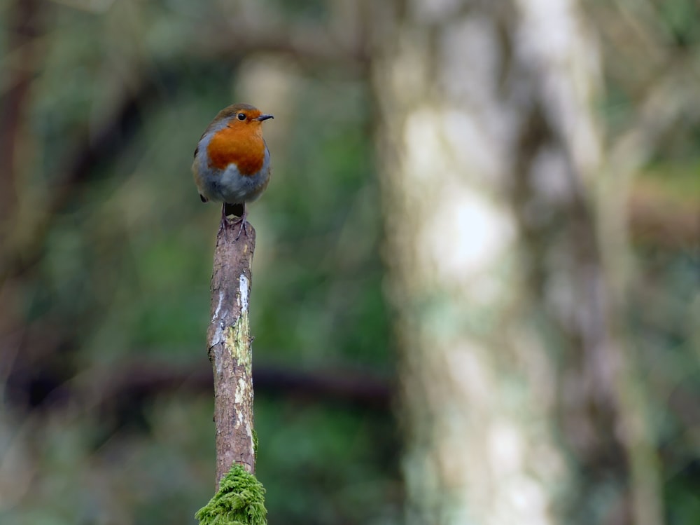 a small bird sitting on top of a tree branch