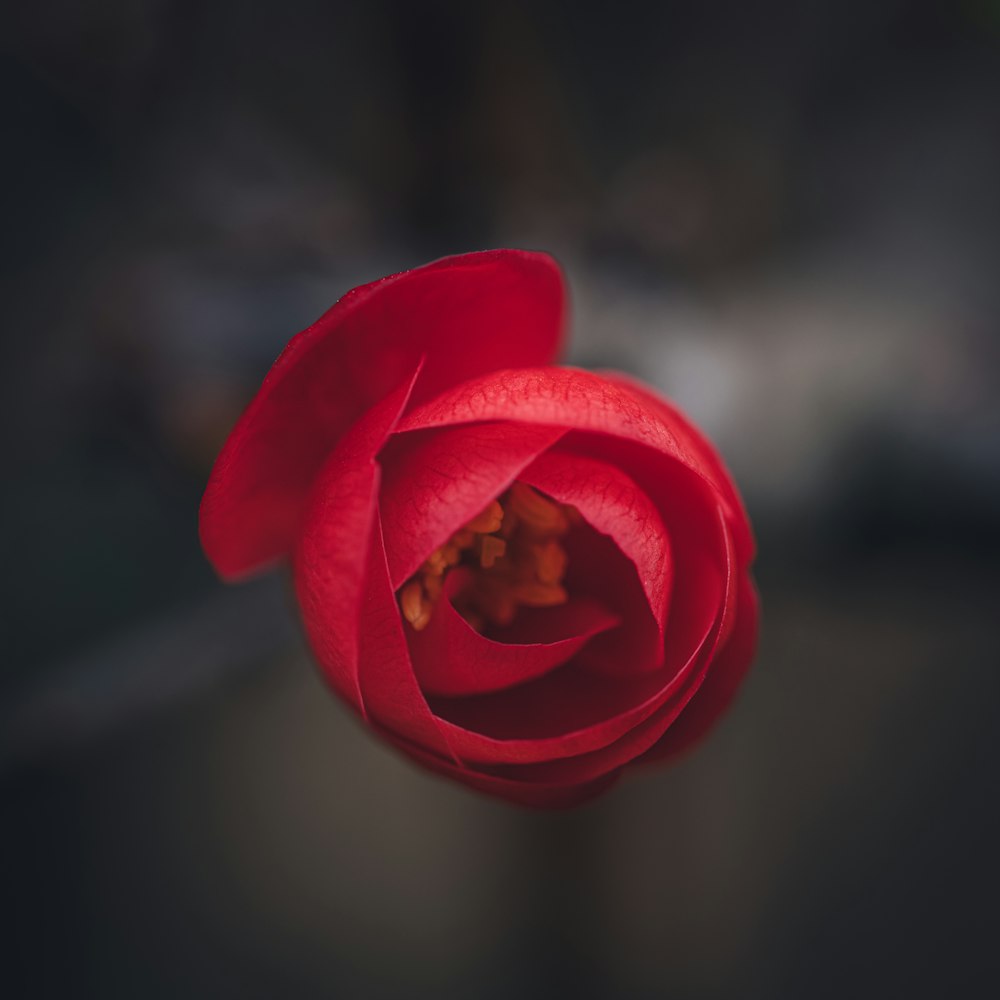 a red flower with a black background